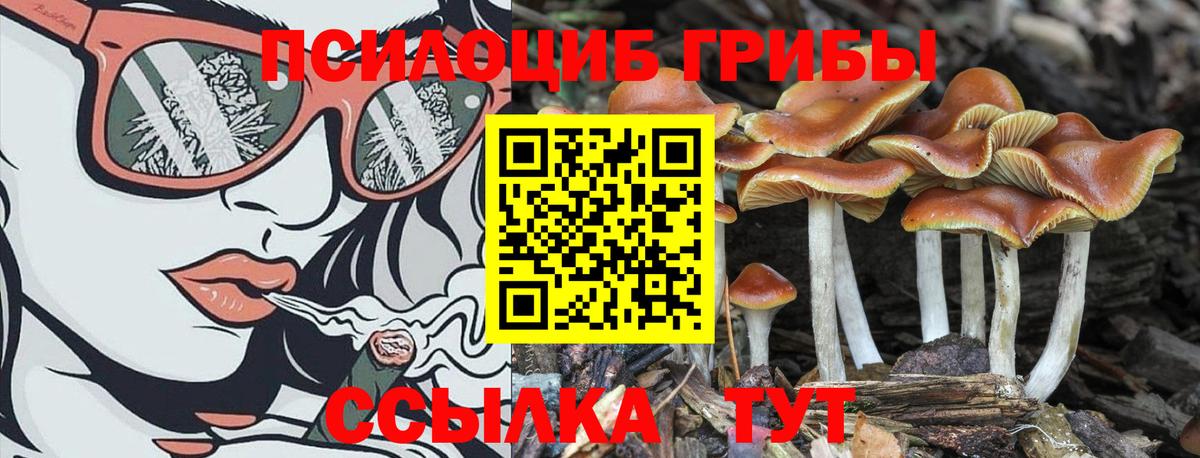 Псилоцибиновые грибы Psilocybine cubensis  Галлюциногенные грибы Cubensis  Кропоткин  Вход с VPN 